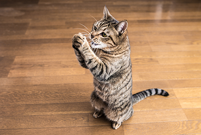 あやべ動物病院の写真２